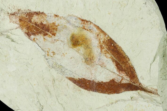Miocene Fossil Leaf (Cinnamomum) - Augsburg, Germany #139271
